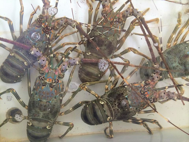 Tôm hùm baby đi máy bay về Hà Nội, giá bạc triệu vẫn đắt hàng-2