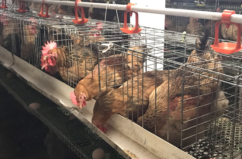 Độc chiêu hiếm có Việt Nam, lão nông thu lãi 1,5 tỷ/tháng-1