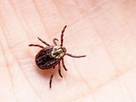 Chuyên gia cảnh báo sự bùng nổ của một loài bọ gây bệnh nguy hại cho trẻ trong mùa hè