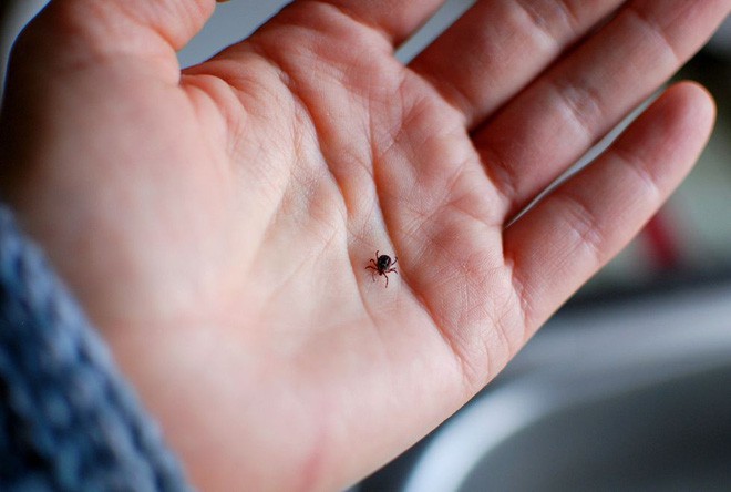 Chuyên gia cảnh báo sự bùng nổ của một loài bọ gây bệnh nguy hại cho trẻ trong mùa hè-1