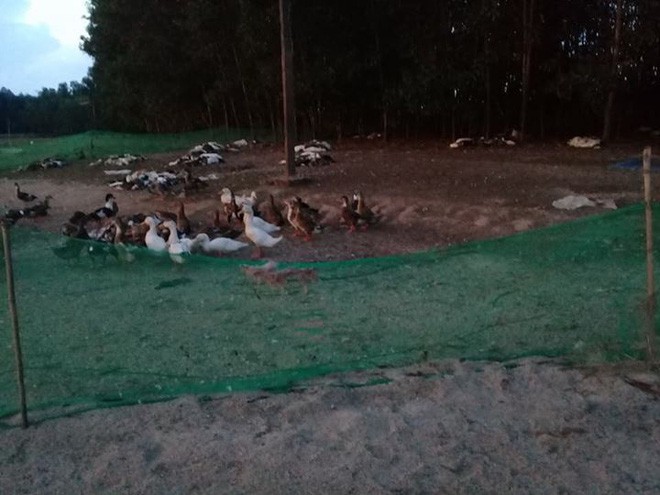 Đàn vịt hơn 1.500 con chết hàng loạt nghi bị kẻ xấu đầu độc-2