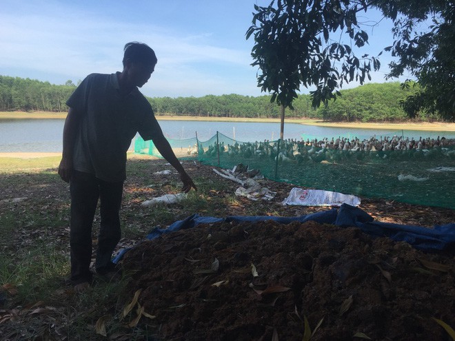 Đàn vịt hơn 1.500 con chết hàng loạt nghi bị kẻ xấu đầu độc-1