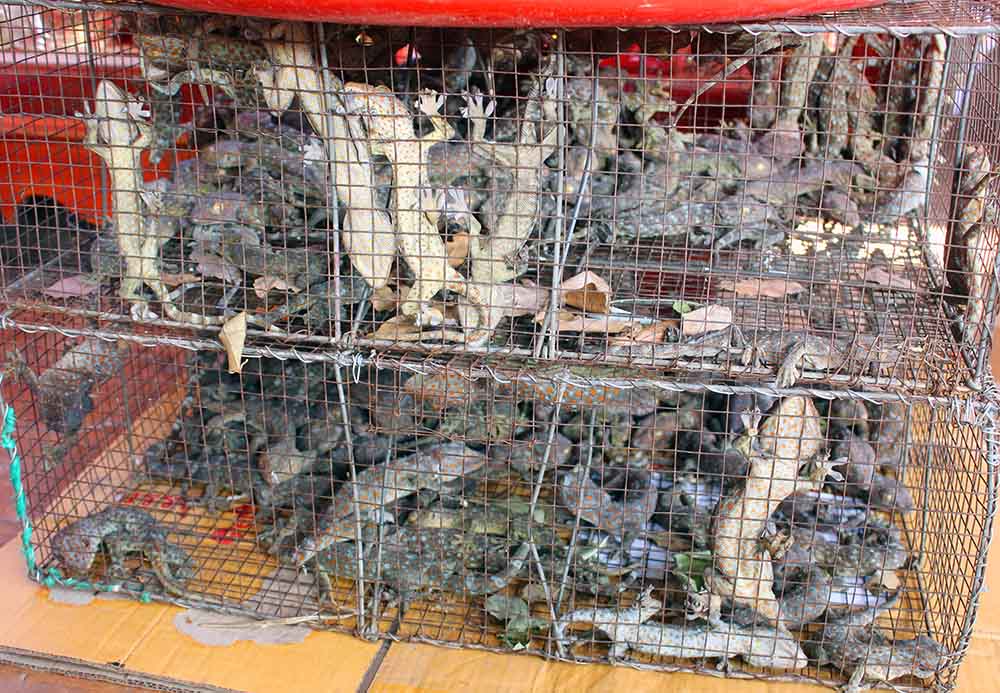 Săn thần dược xuân tình ở chợ côn trùng lớn nhất miền Tây-2