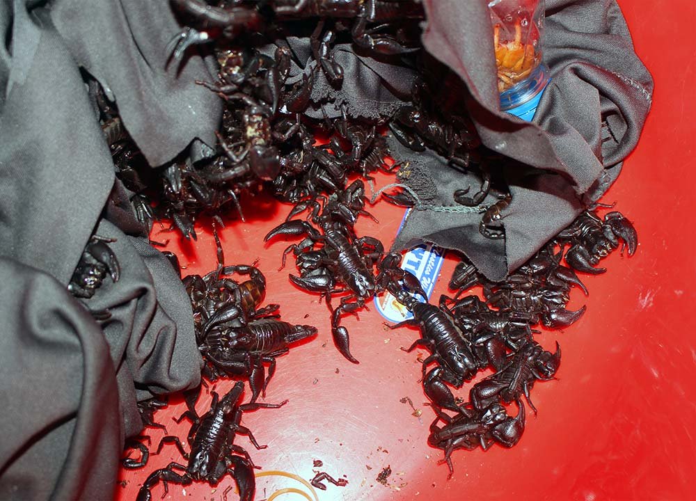 Săn thần dược xuân tình ở chợ côn trùng lớn nhất miền Tây-3