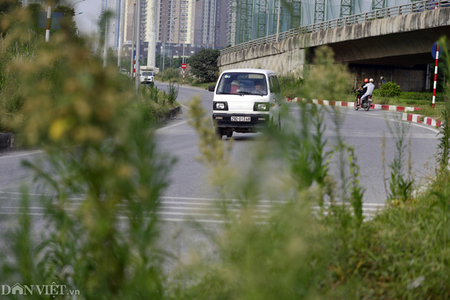 Ảnh: Cỏ mọc um tùm biến ngã tư ở Hà Nội thành vườn hoang-10