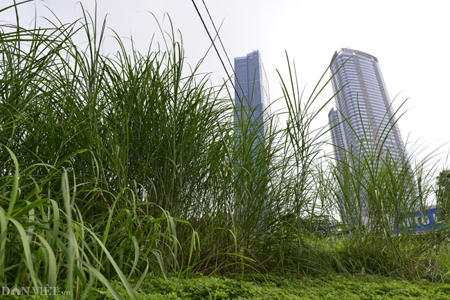 Ảnh: Cỏ mọc um tùm biến ngã tư ở Hà Nội thành vườn hoang-3