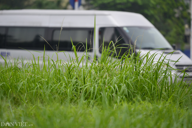 Ảnh: Cỏ mọc um tùm biến ngã tư ở Hà Nội thành vườn hoang-7