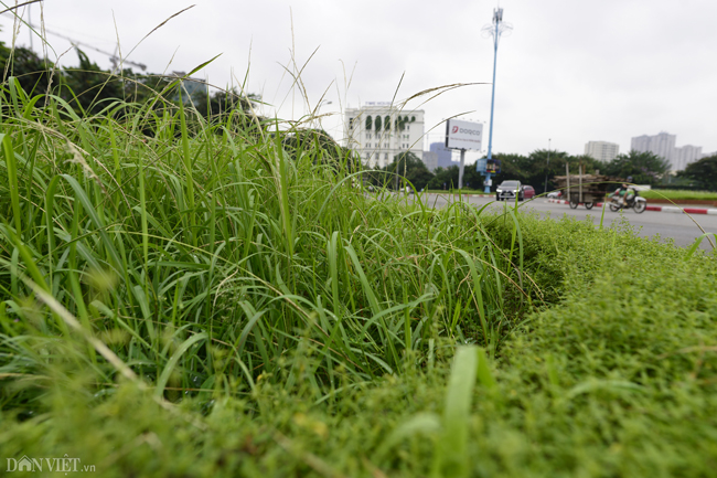 Ảnh: Cỏ mọc um tùm biến ngã tư ở Hà Nội thành vườn hoang-8