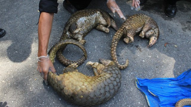 Nhậu động vật quý hiếm Việt Nam, Phó chủ tịch tập đoàn Trung Quốc bị sa thải-2