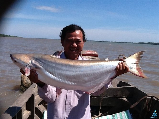 Thủy quái Vàm Nao và giai thoại loài cá giá bán chục cây vàng-4