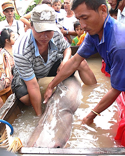 Thủy quái Vàm Nao và giai thoại loài cá giá bán chục cây vàng-2