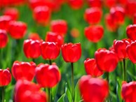 Không cần tới Hà Lan, ngay láng giềng Việt Nam cũng có 'thiên đường' hoa tulip đẹp chất ngất!