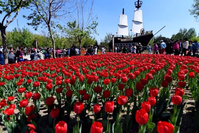 Không cần tới Hà Lan, ngay láng giềng Việt Nam cũng có thiên đường hoa tulip đẹp chất ngất!-2