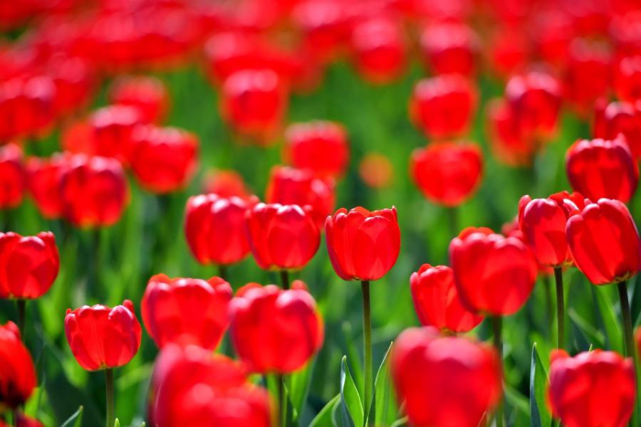 Không cần tới Hà Lan, ngay láng giềng Việt Nam cũng có thiên đường hoa tulip đẹp chất ngất!-5