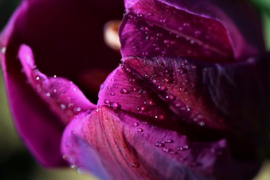 Không cần tới Hà Lan, ngay láng giềng Việt Nam cũng có thiên đường hoa tulip đẹp chất ngất!-4