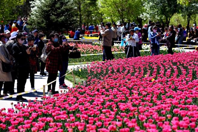 Không cần tới Hà Lan, ngay láng giềng Việt Nam cũng có thiên đường hoa tulip đẹp chất ngất!-3