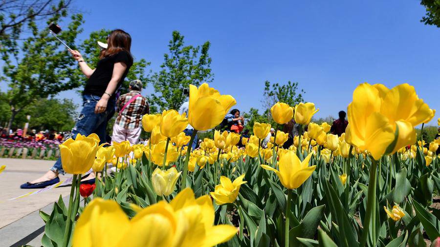 Không cần tới Hà Lan, ngay láng giềng Việt Nam cũng có thiên đường hoa tulip đẹp chất ngất!-9