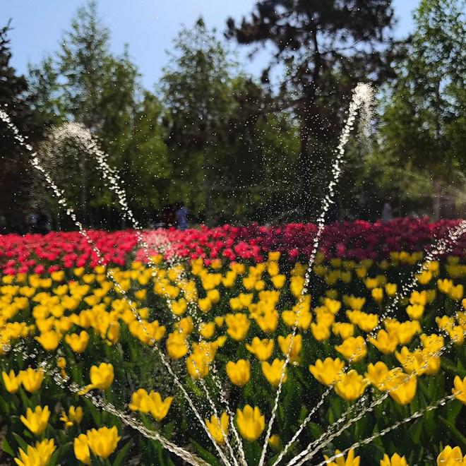 Không cần tới Hà Lan, ngay láng giềng Việt Nam cũng có thiên đường hoa tulip đẹp chất ngất!-17