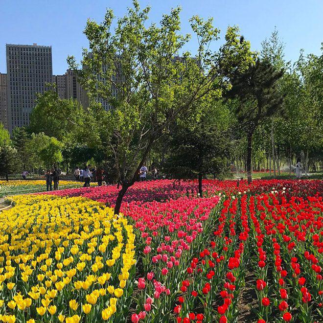 Không cần tới Hà Lan, ngay láng giềng Việt Nam cũng có thiên đường hoa tulip đẹp chất ngất!-16