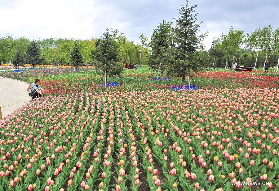 Không cần tới Hà Lan, ngay láng giềng Việt Nam cũng có thiên đường hoa tulip đẹp chất ngất!-14