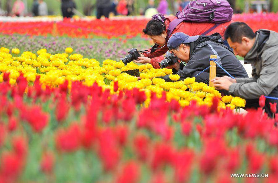 Không cần tới Hà Lan, ngay láng giềng Việt Nam cũng có thiên đường hoa tulip đẹp chất ngất!-15