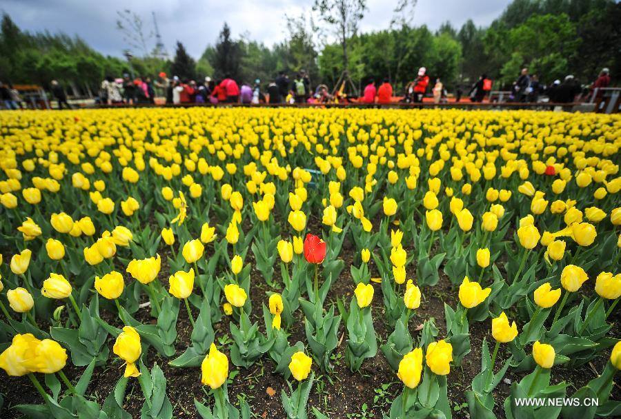 Không cần tới Hà Lan, ngay láng giềng Việt Nam cũng có thiên đường hoa tulip đẹp chất ngất!-13