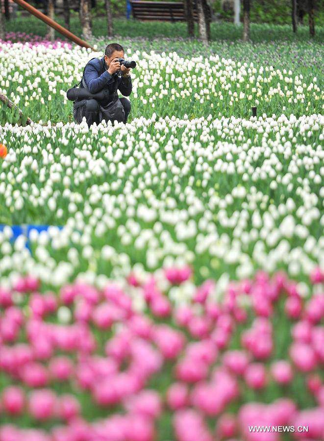 Không cần tới Hà Lan, ngay láng giềng Việt Nam cũng có thiên đường hoa tulip đẹp chất ngất!-20