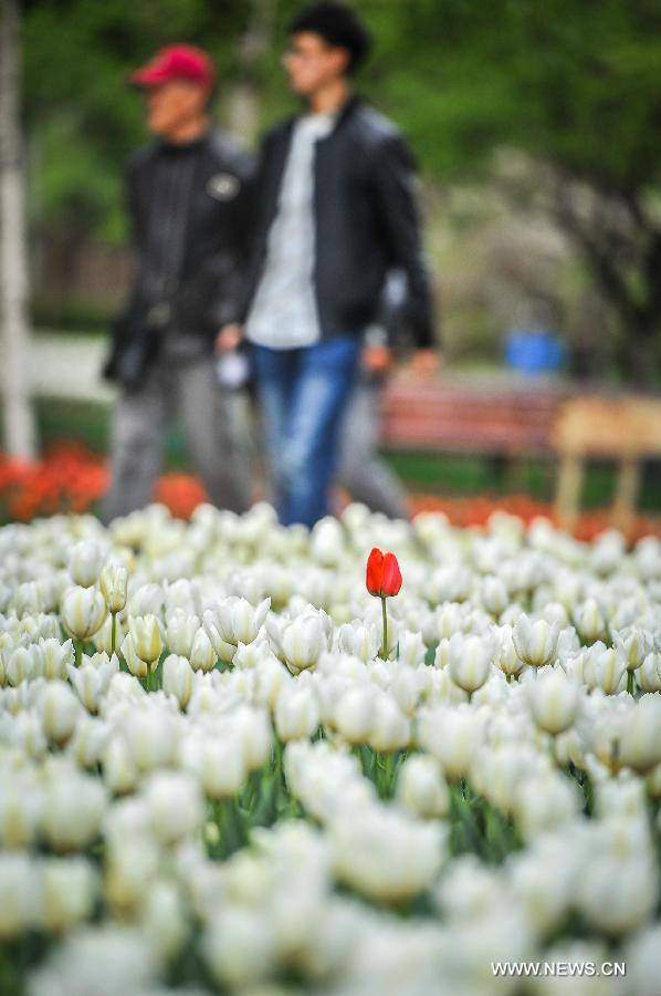 Không cần tới Hà Lan, ngay láng giềng Việt Nam cũng có thiên đường hoa tulip đẹp chất ngất!-19