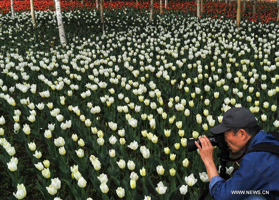 Không cần tới Hà Lan, ngay láng giềng Việt Nam cũng có thiên đường hoa tulip đẹp chất ngất!-18