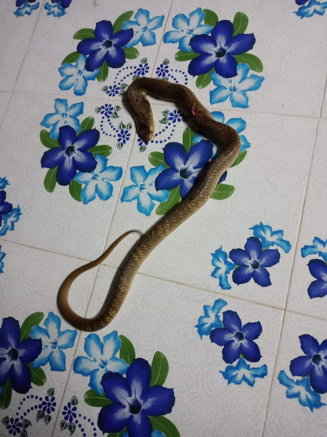 Rắn liên tục vào nhà dân ở nhờ tránh mưa gió, một bé gái đã bị cắn khi đang ngủ-3