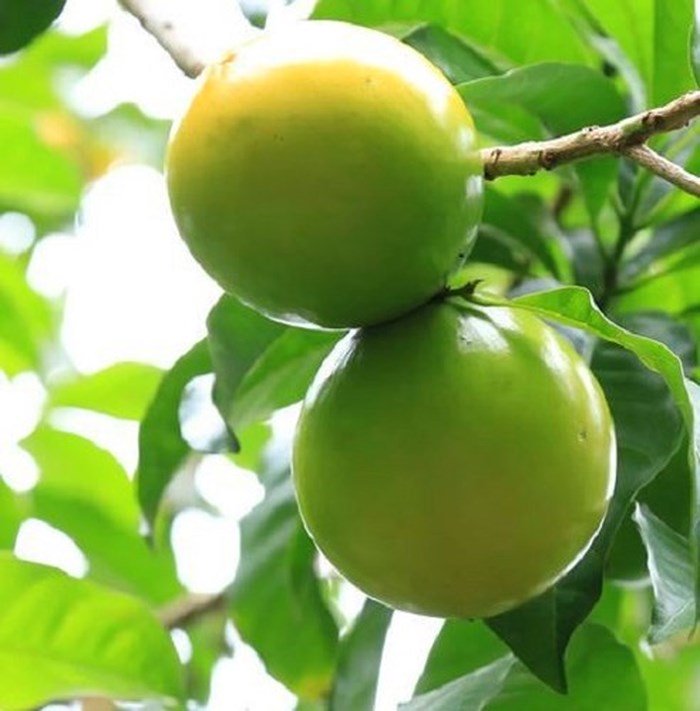 Phát sốt với giống vú sữa lạ: Trái chín vàng bóng, ra quả quanh năm-2