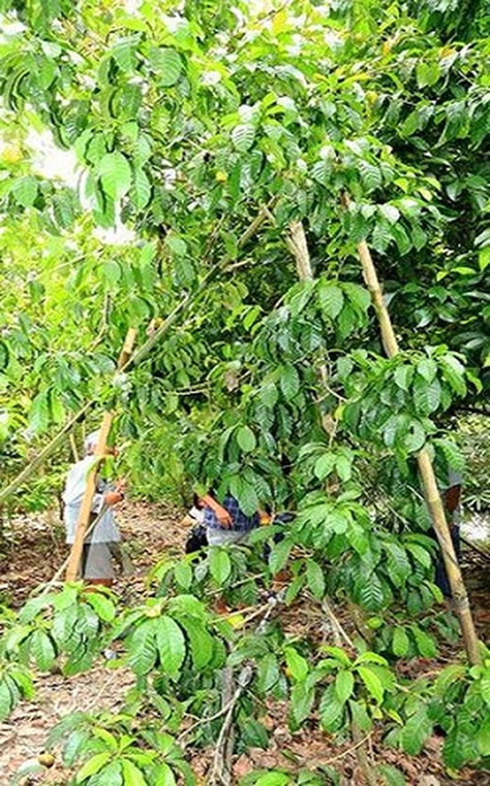 Phát sốt với giống vú sữa lạ: Trái chín vàng bóng, ra quả quanh năm-4