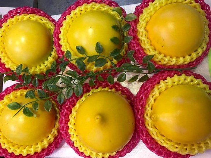 Phát sốt với giống vú sữa lạ: Trái chín vàng bóng, ra quả quanh năm-5