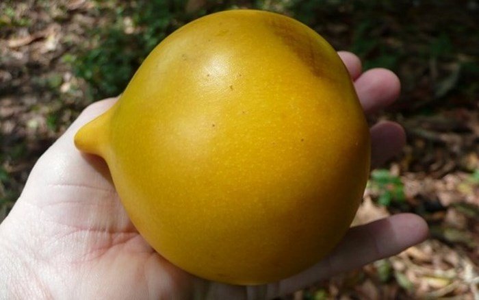 Phát sốt với giống vú sữa lạ: Trái chín vàng bóng, ra quả quanh năm-7