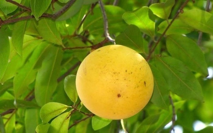 Phát sốt với giống vú sữa lạ: Trái chín vàng bóng, ra quả quanh năm-9