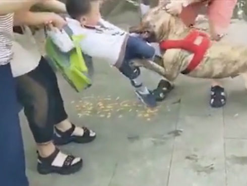 Cụ bà 70 tuổi bị chó pit bull của gia đình cắn chết-5