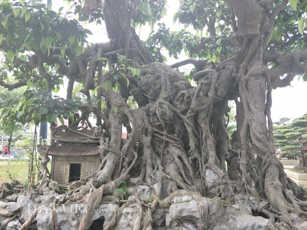 Sanh kiểng phúc lộc thọ trường giá chục tỷ chủ mới cho xuất vườn-2