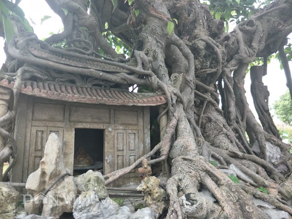 Sanh kiểng phúc lộc thọ trường giá chục tỷ chủ mới cho xuất vườn-3