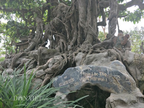 Sanh kiểng phúc lộc thọ trường giá chục tỷ chủ mới cho xuất vườn-4