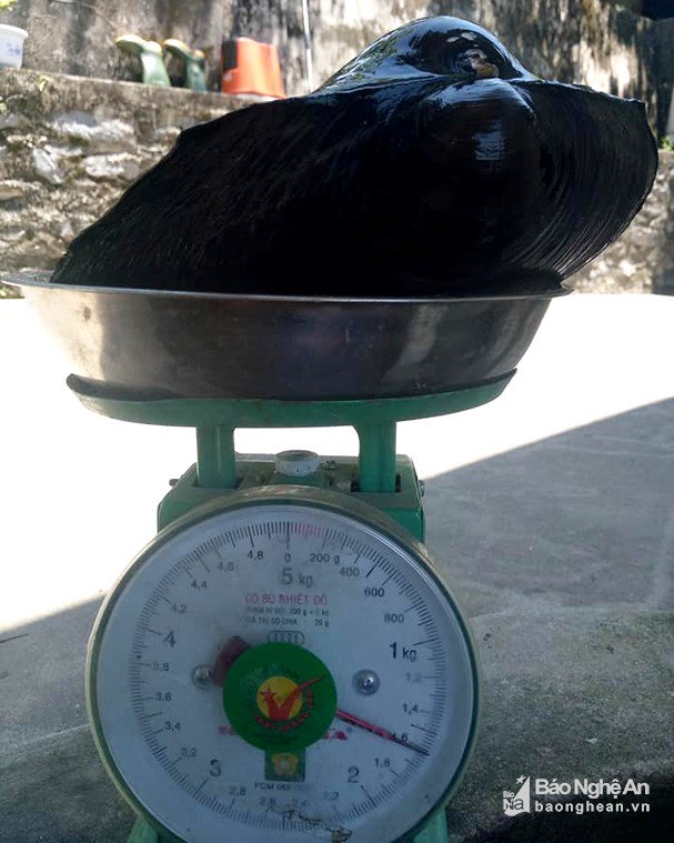 Bất ngờ bắt được con trai cụ kị nặng chưa từng có-2