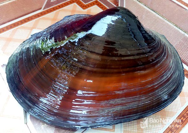 Bất ngờ bắt được con trai cụ kị nặng chưa từng có-1