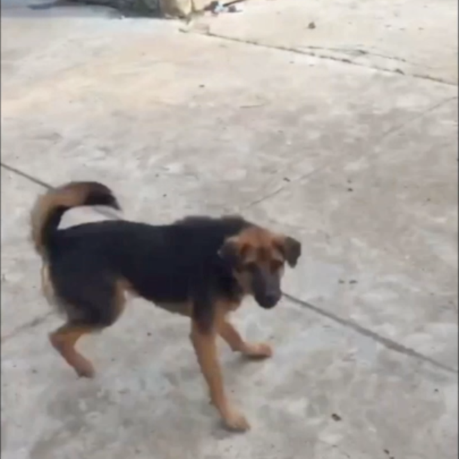 Thanh niên giao báo sáng nào cũng bị chó đuổi chạy mất cả dép, trăm ngày như một-1