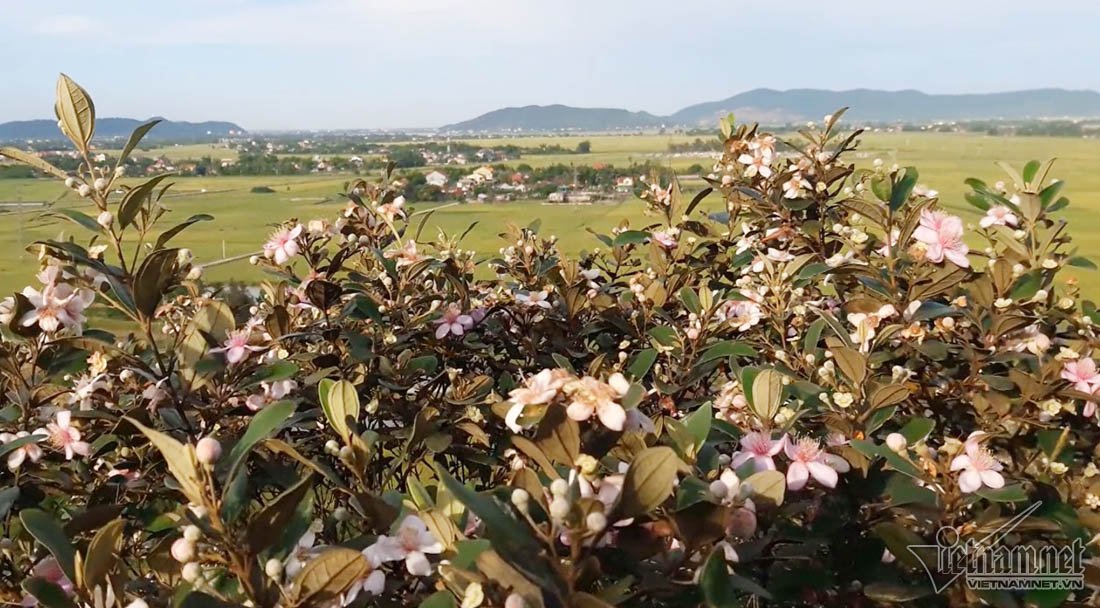 Đồi sim tím lịm bậc nhất xứ Nghệ: Dân teen đổ xô seo phì giữa nắng-2