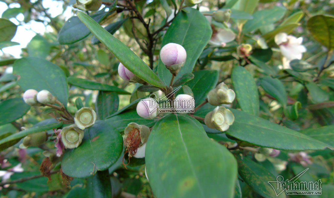 Đồi sim tím lịm bậc nhất xứ Nghệ: Dân teen đổ xô seo phì giữa nắng-6