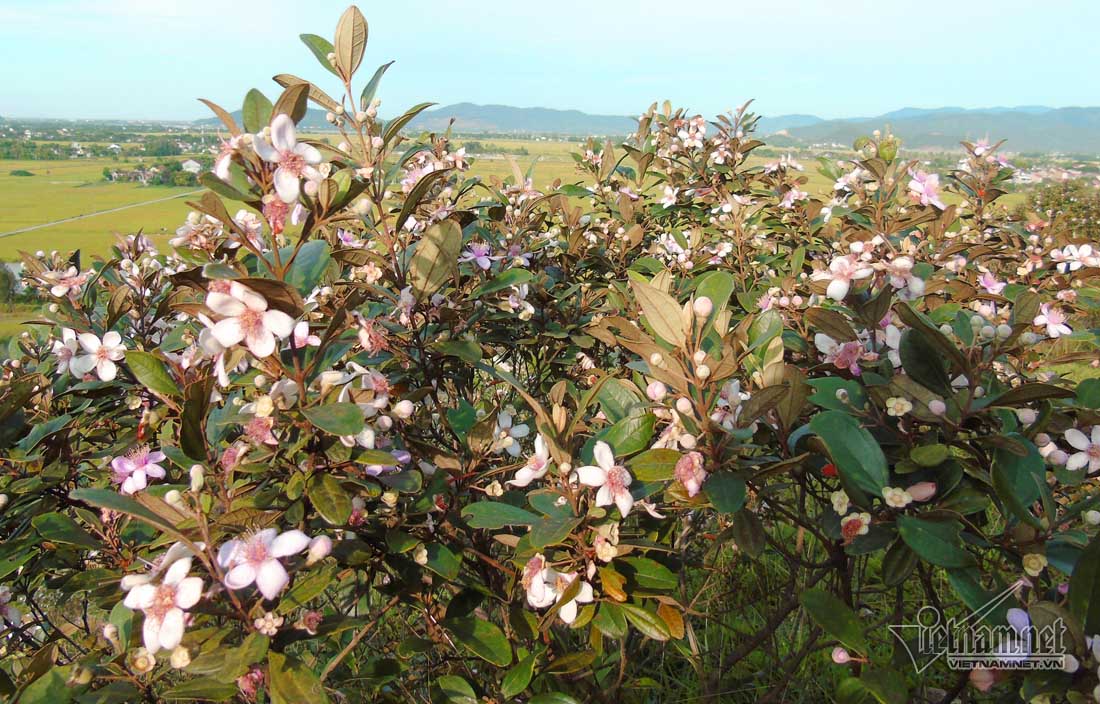 Đồi sim tím lịm bậc nhất xứ Nghệ: Dân teen đổ xô seo phì giữa nắng-4