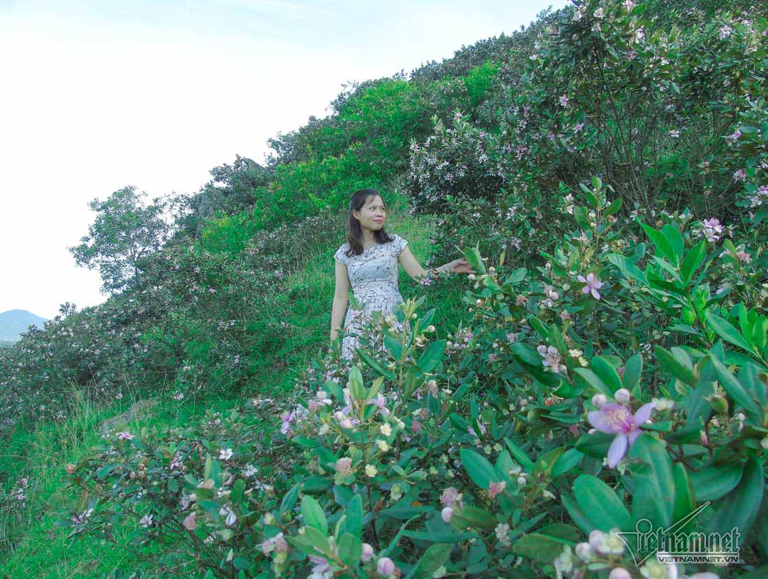 Đồi sim tím lịm bậc nhất xứ Nghệ: Dân teen đổ xô seo phì giữa nắng-5