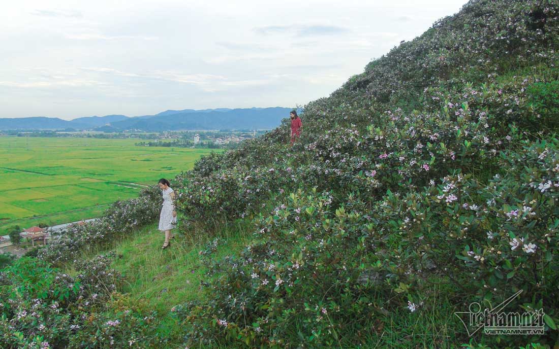 Đồi sim tím lịm bậc nhất xứ Nghệ: Dân teen đổ xô seo phì giữa nắng-7