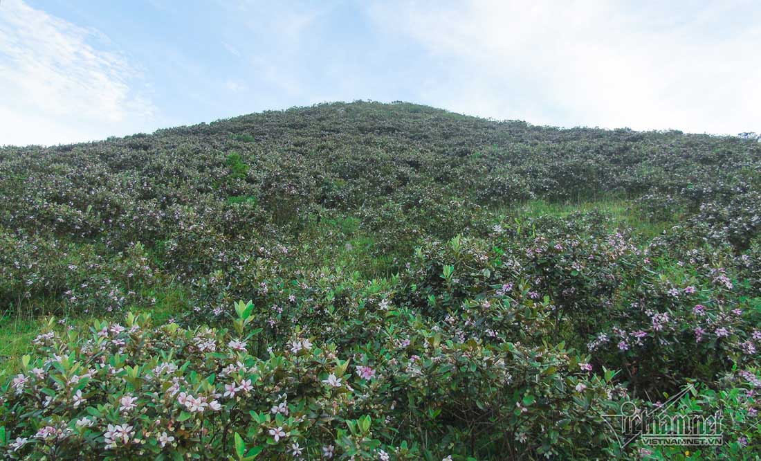 Đồi sim tím lịm bậc nhất xứ Nghệ: Dân teen đổ xô seo phì giữa nắng-1