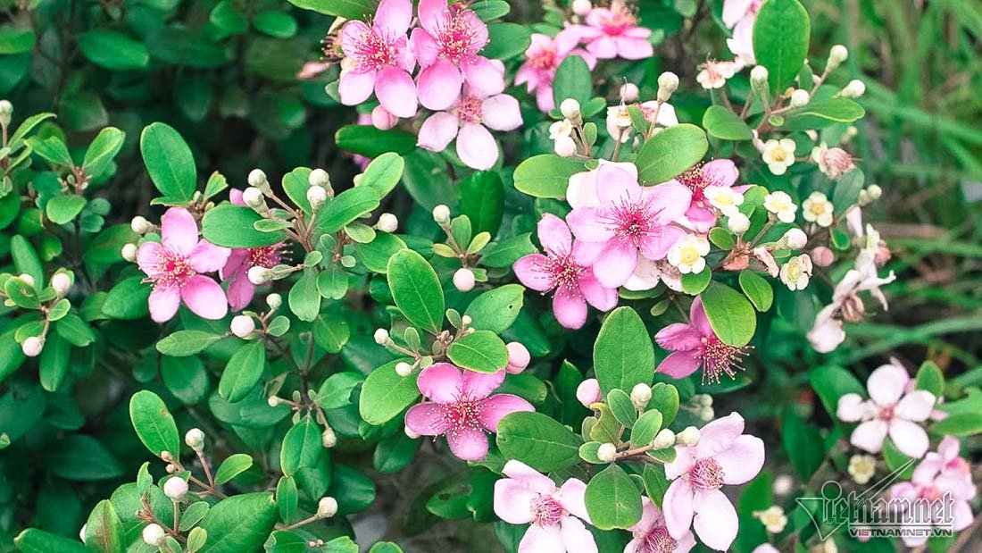 Đồi sim tím lịm bậc nhất xứ Nghệ: Dân teen đổ xô seo phì giữa nắng-9