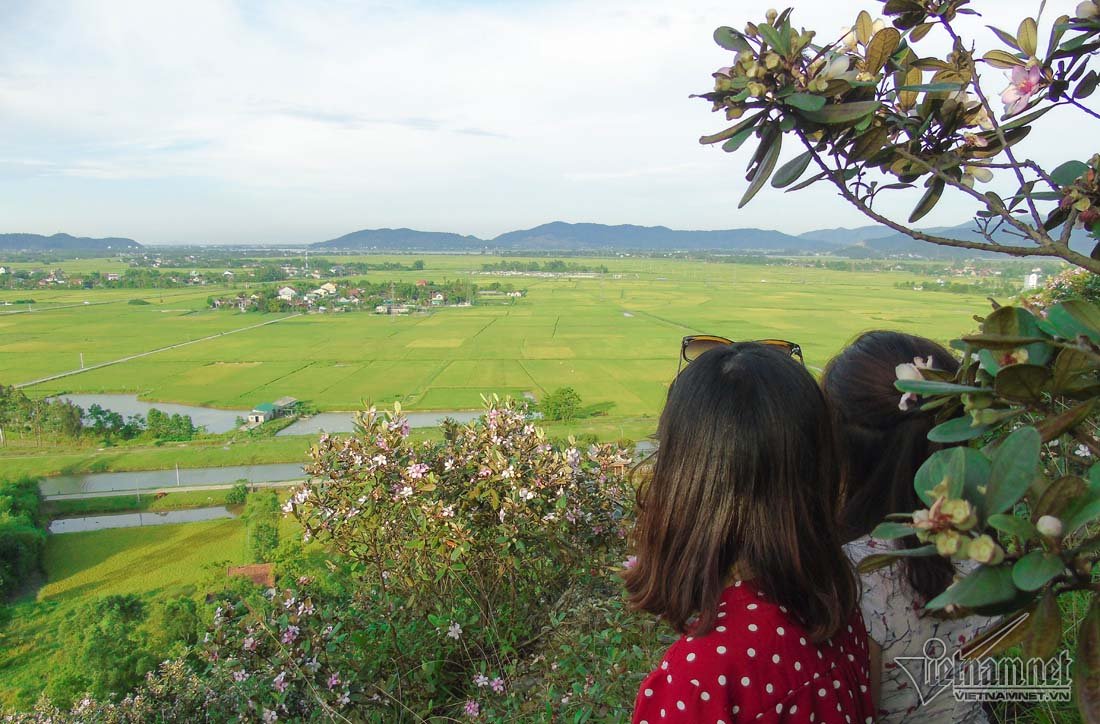 Đồi sim tím lịm bậc nhất xứ Nghệ: Dân teen đổ xô seo phì giữa nắng-12